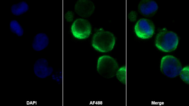 CD127 Antibody in Immunocytochemistry (ICC/IF)