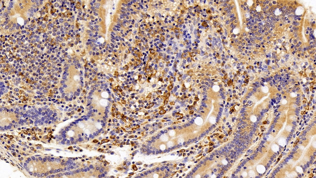 IBA1 Antibody in Immunohistochemistry (Paraffin) (IHC (P))