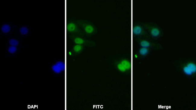 JAK2 Antibody in Immunocytochemistry (ICC/IF)