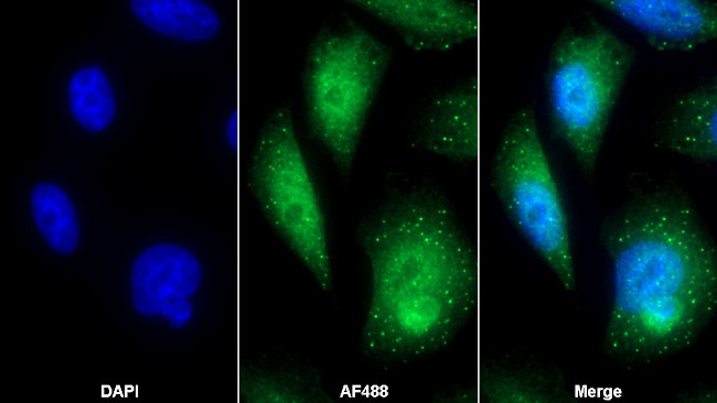 KPNA2 Antibody in Immunocytochemistry (ICC/IF)