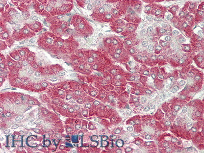 KLB Antibody in Immunohistochemistry (Paraffin) (IHC (P))