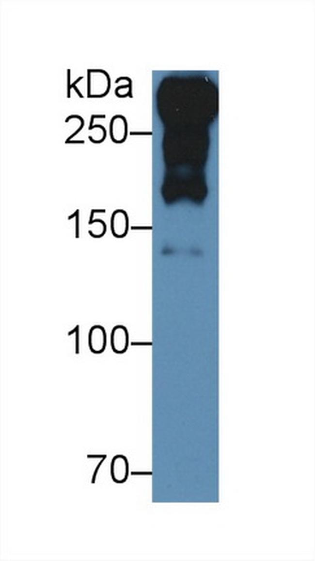 Laminin alpha-1 Antibody in Western Blot (WB)