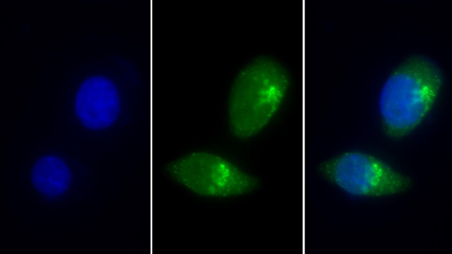 LMAN1 Antibody in Immunocytochemistry (ICC/IF)