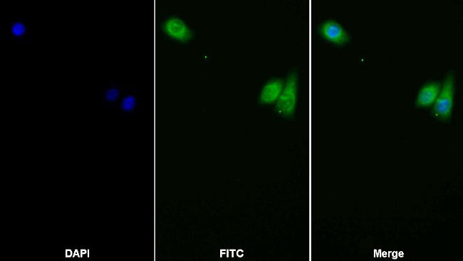 LEPR Antibody in Immunocytochemistry (ICC/IF)