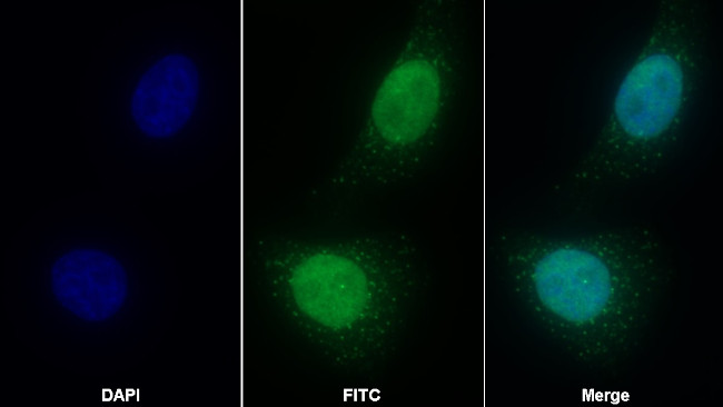 LSR Antibody in Immunocytochemistry (ICC/IF)