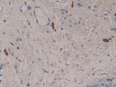 LEAP2 Antibody in Immunohistochemistry (Paraffin) (IHC (P))