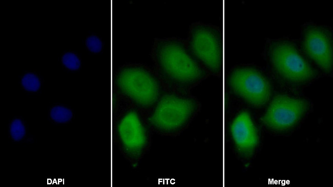 JMJD2A Antibody in Immunocytochemistry (ICC/IF)