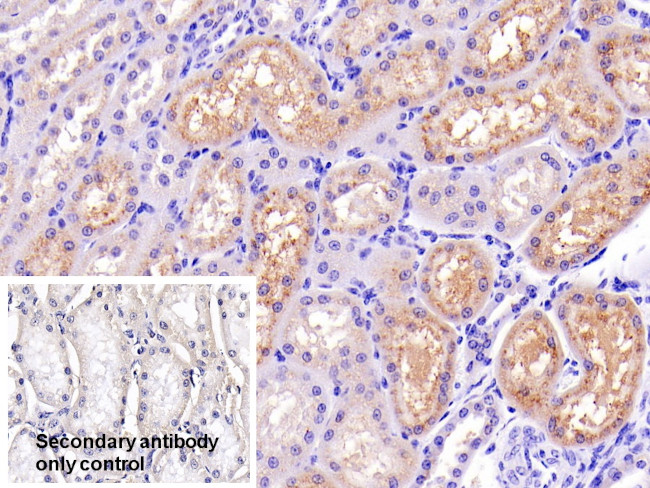 Lysozyme Antibody in Immunohistochemistry (Paraffin) (IHC (P))