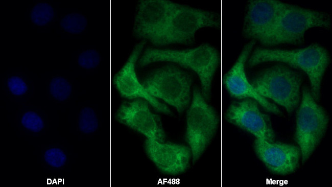 KARS Antibody in Immunocytochemistry (ICC/IF)