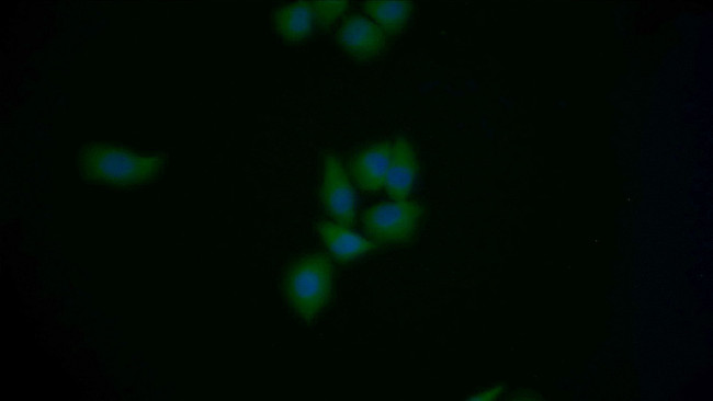 Mgea5 Antibody in Immunocytochemistry (ICC/IF)