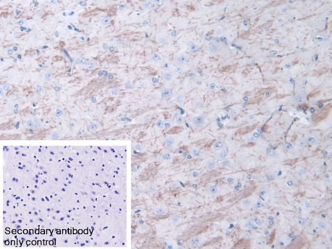 Meteorin Antibody in Immunohistochemistry (Paraffin) (IHC (P))