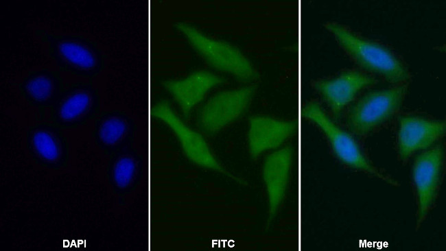 MSRA Antibody in Immunocytochemistry (ICC/IF)