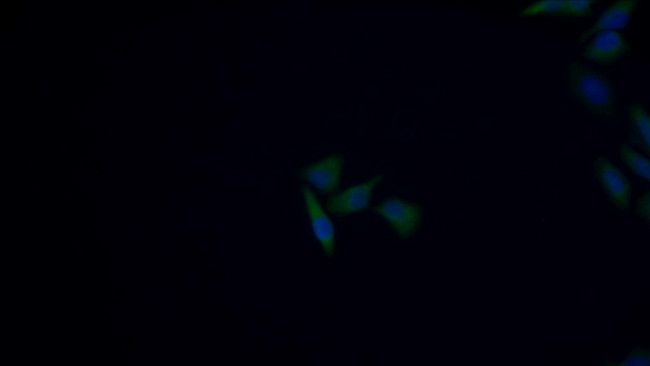 MARS Antibody in Immunocytochemistry (ICC/IF)