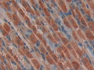 MIB2 Antibody in Immunohistochemistry (Paraffin) (IHC (P))