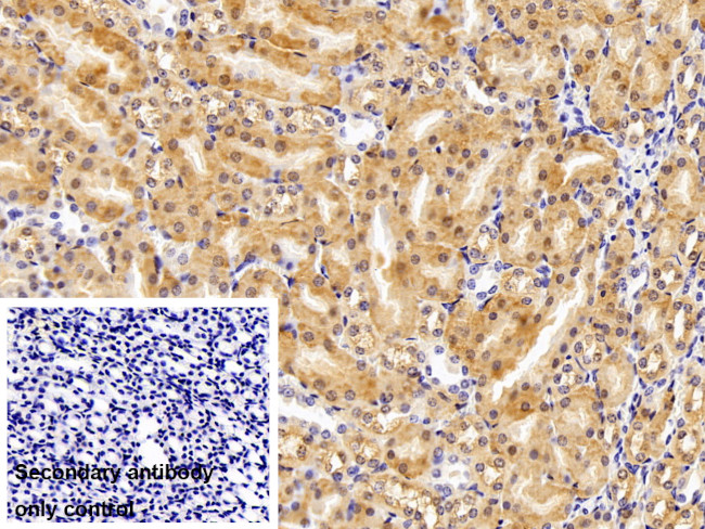 MOSC1 Antibody in Immunohistochemistry (Paraffin) (IHC (P))
