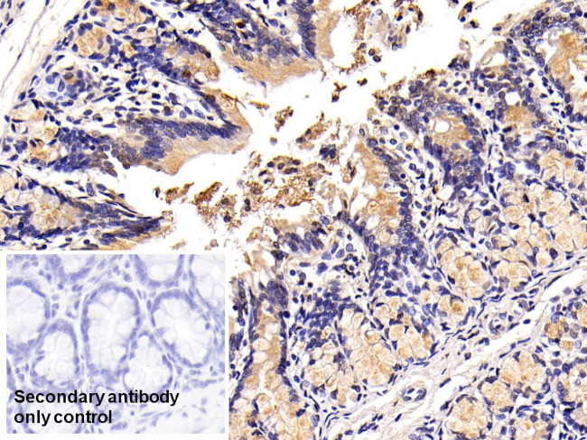 MUC2 Antibody in Immunohistochemistry (Paraffin) (IHC (P))