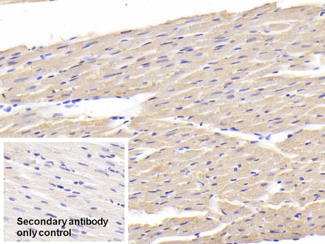 MYL1 Antibody in Immunohistochemistry (Paraffin) (IHC (P))