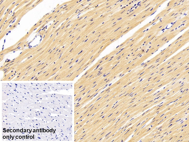 Myostatin Antibody in Immunohistochemistry (Paraffin) (IHC (P))