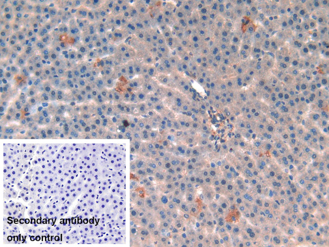 MT-ND5 Antibody in Immunohistochemistry (Paraffin) (IHC (P))