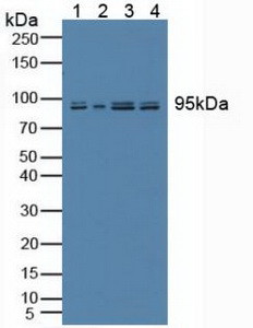 Nesprin 2 Antibody in Western Blot (WB)