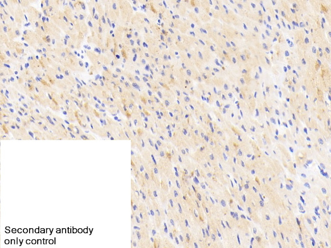 NOVA1 Antibody in Immunohistochemistry (Paraffin) (IHC (P))