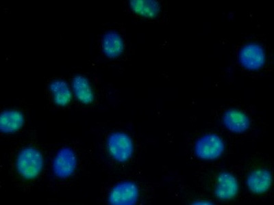 NPM1 Antibody in Immunocytochemistry (ICC/IF)