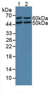 OIT3 Antibody in Western Blot (WB)