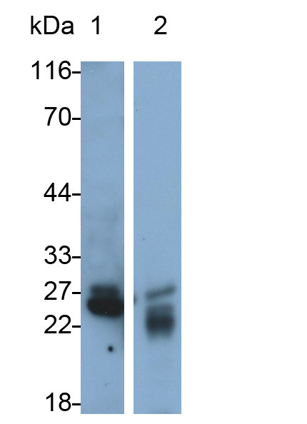 CELA1 Antibody in Western Blot (WB)