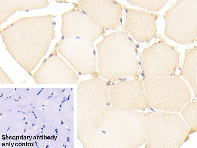 DJ-1 Antibody in Immunohistochemistry (Paraffin) (IHC (P))
