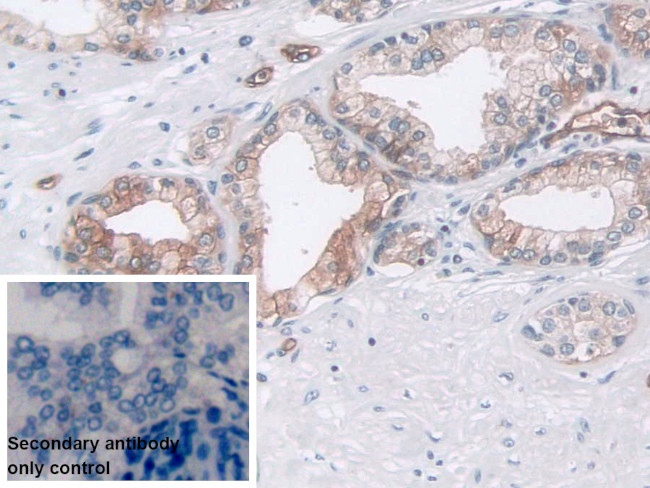 Pepsin Antibody in Immunohistochemistry (Paraffin) (IHC (P))