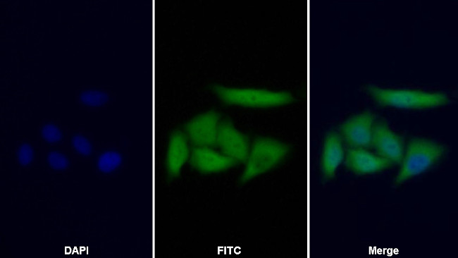 PHPT1 Antibody in Immunocytochemistry (ICC/IF)