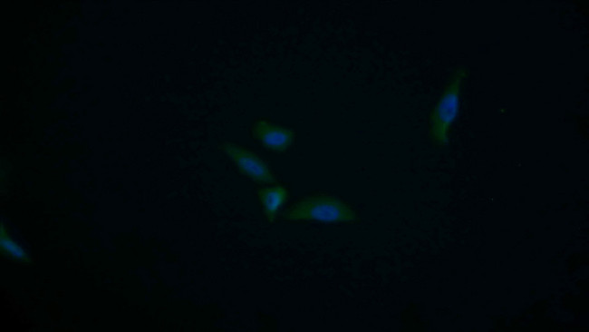 PIK3AP1 Antibody in Immunocytochemistry (ICC/IF)