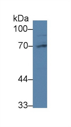 PABPC1L Antibody in Western Blot (WB)