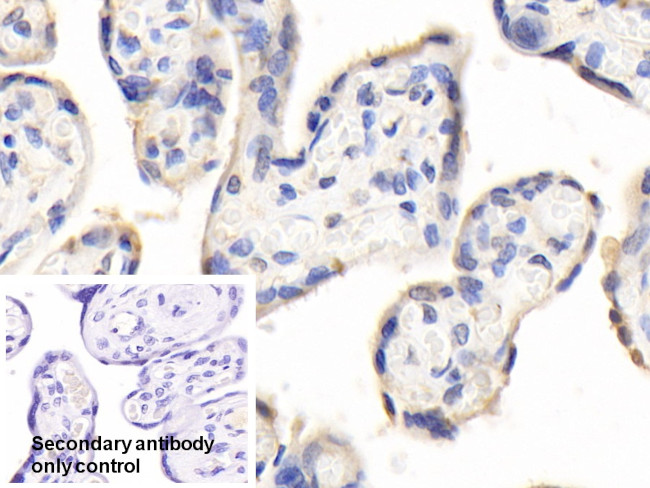 PAPPA Antibody in Immunohistochemistry (Paraffin) (IHC (P))