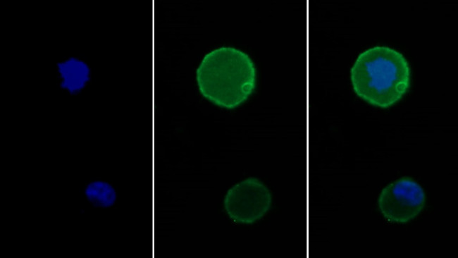 PD-1 Antibody in Immunocytochemistry (ICC/IF)