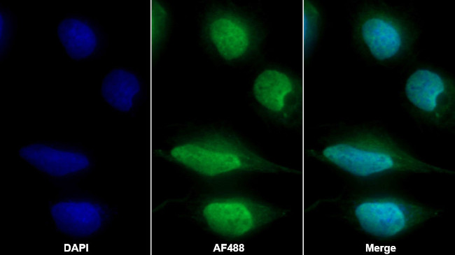 PSMC1 Antibody in Immunocytochemistry (ICC/IF)