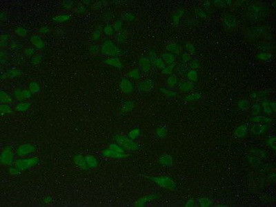 ERp72 Antibody in Immunocytochemistry (ICC/IF)