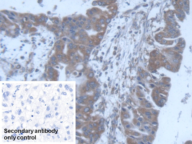 POFUT1 Antibody in Immunohistochemistry (Paraffin) (IHC (P))