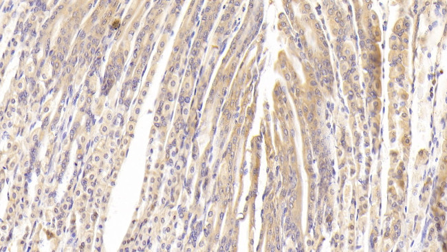 PTPRB Antibody in Immunohistochemistry (Paraffin) (IHC (P))