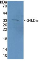 PCDH15 Antibody in Western Blot (WB)