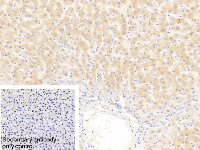 NPEPPS Antibody in Immunohistochemistry (Paraffin) (IHC (P))