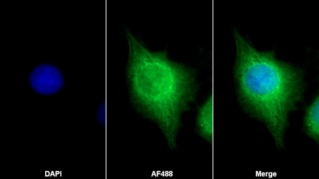 NPEPPS Antibody in Immunocytochemistry (ICC/IF)