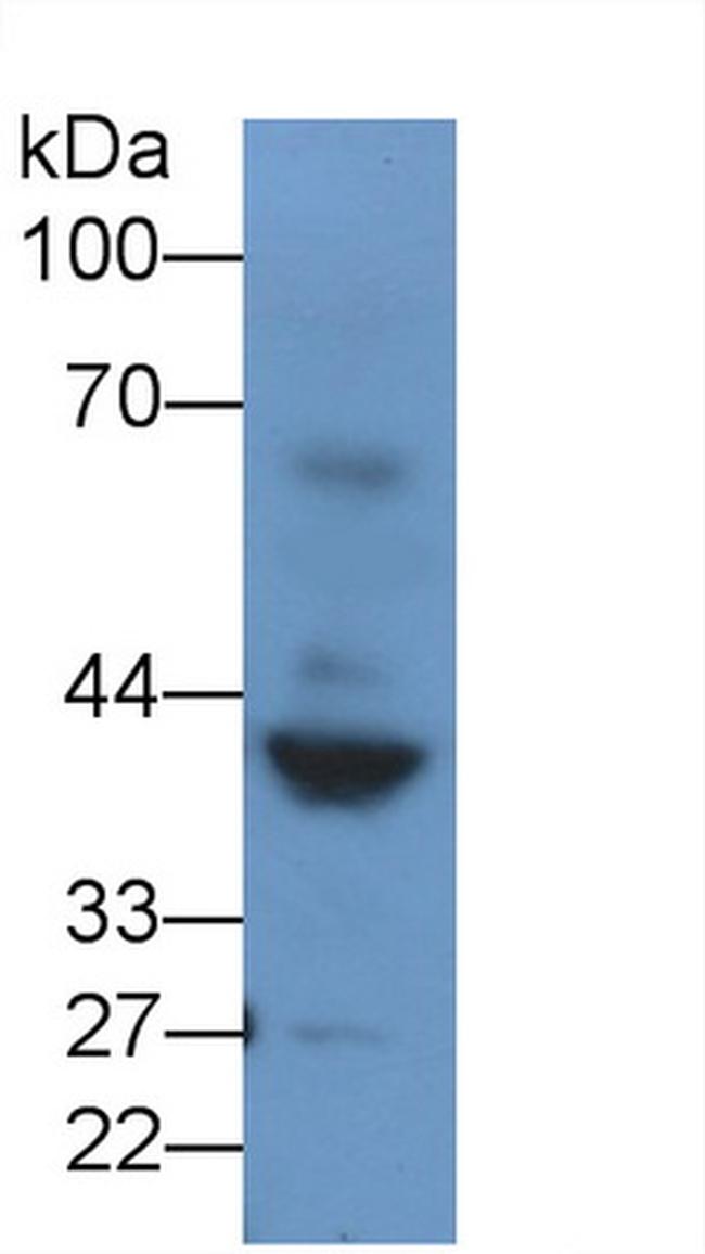 Renin Antibody in Western Blot (WB)