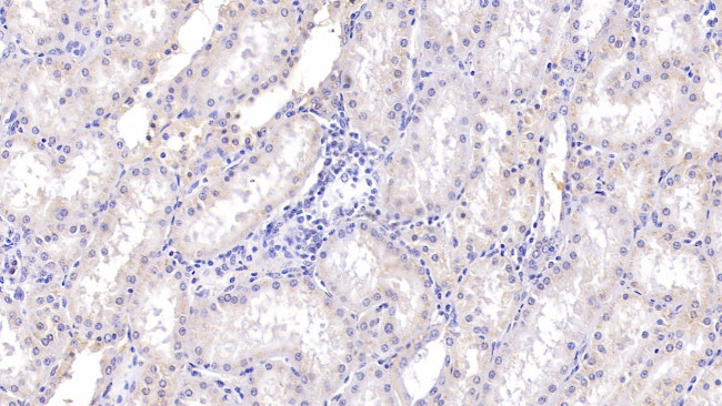 RNASE2 Antibody in Immunohistochemistry (Paraffin) (IHC (P))