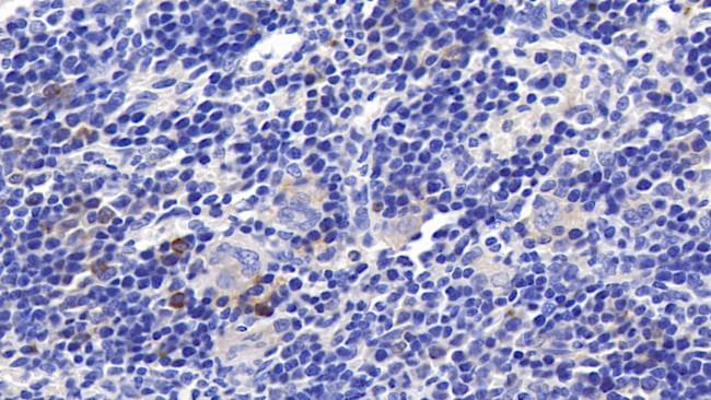 RNASE2 Antibody in Immunohistochemistry (Paraffin) (IHC (P))