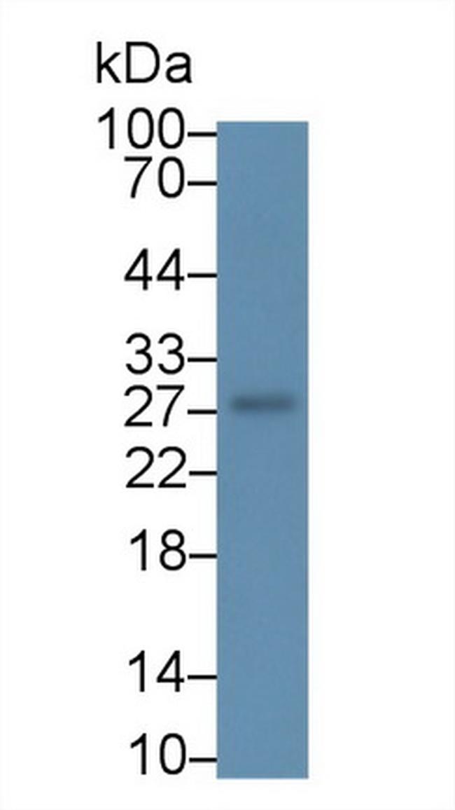 RNF39 Antibody in Western Blot (WB)