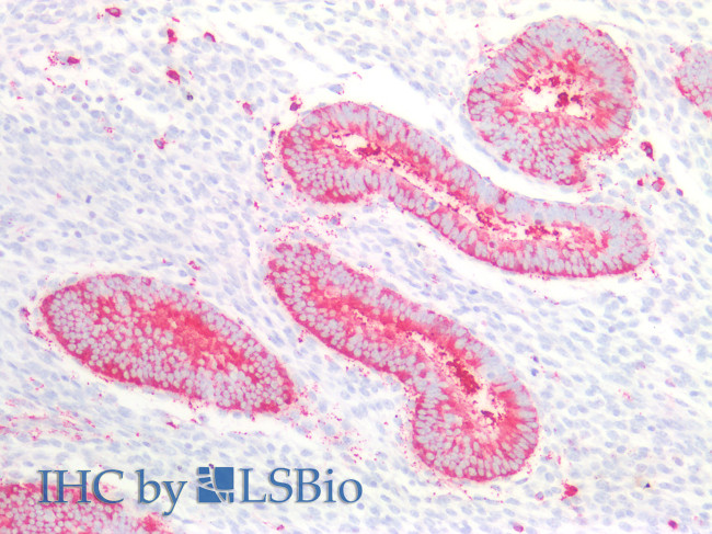 REXO2 Antibody in Immunohistochemistry (Paraffin) (IHC (P))