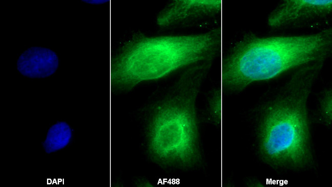 SEPT5 Antibody in Immunocytochemistry (ICC/IF)