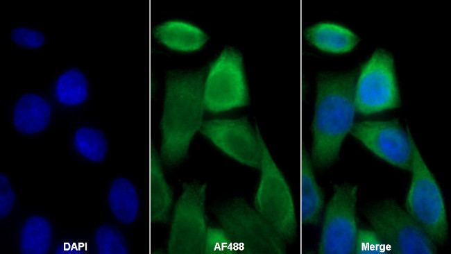 SHMT2 Antibody in Immunocytochemistry (ICC/IF)