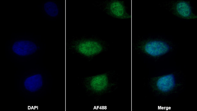 SHC3 Antibody in Immunocytochemistry (ICC/IF)